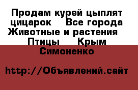 Продам курей цыплят,цицарок. - Все города Животные и растения » Птицы   . Крым,Симоненко